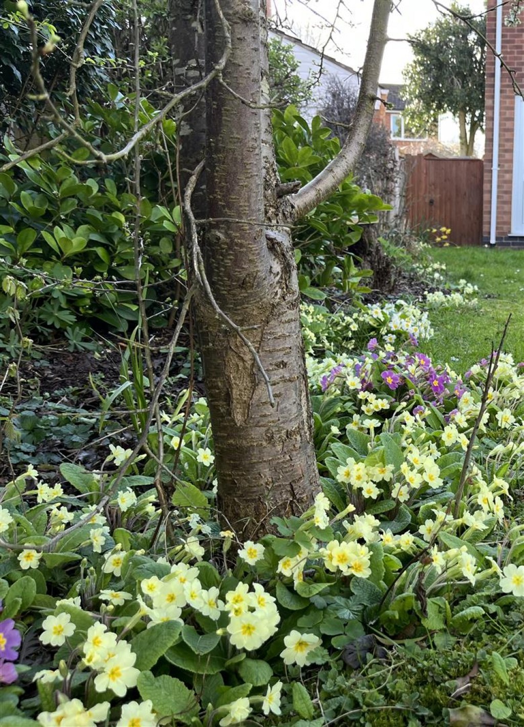 Plumtree Gardens, Calverton, Nottinghamshire, NG14 6GE