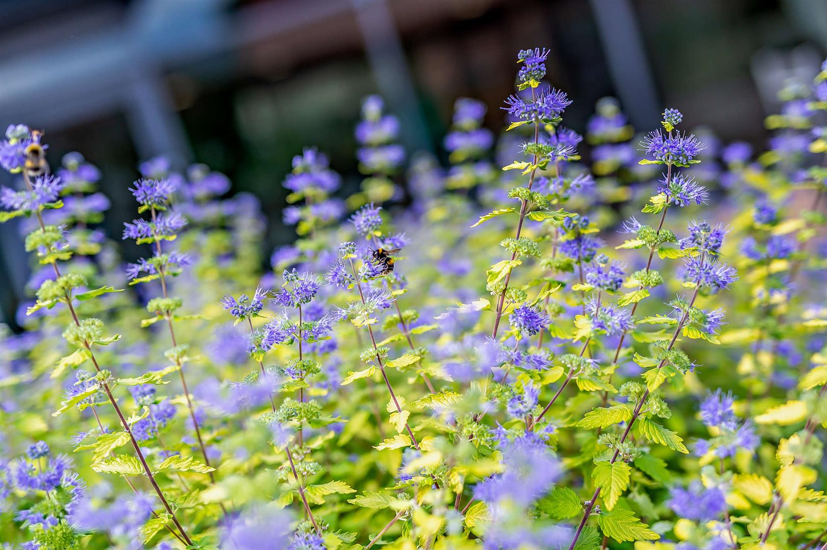 Beckside Gardens, Westgate, Guisborough