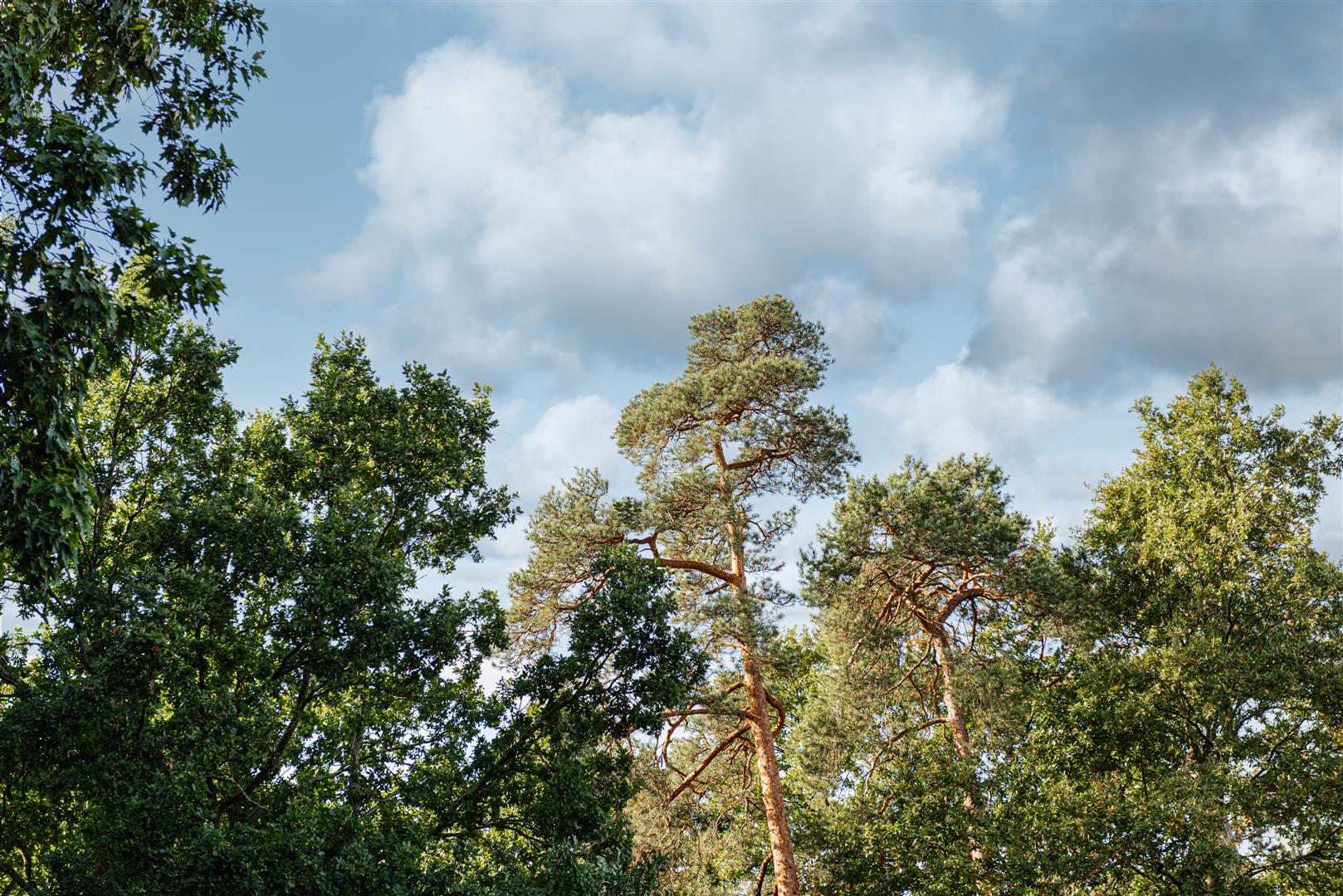 William Gardens, Smallfield, Horley