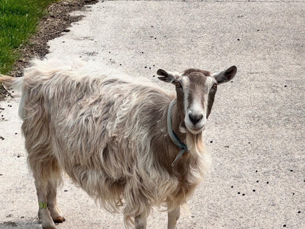 Image for Nettleton Hill, Golcar, Huddersfield