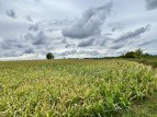 Cherrington Road, Tibberton, Newport