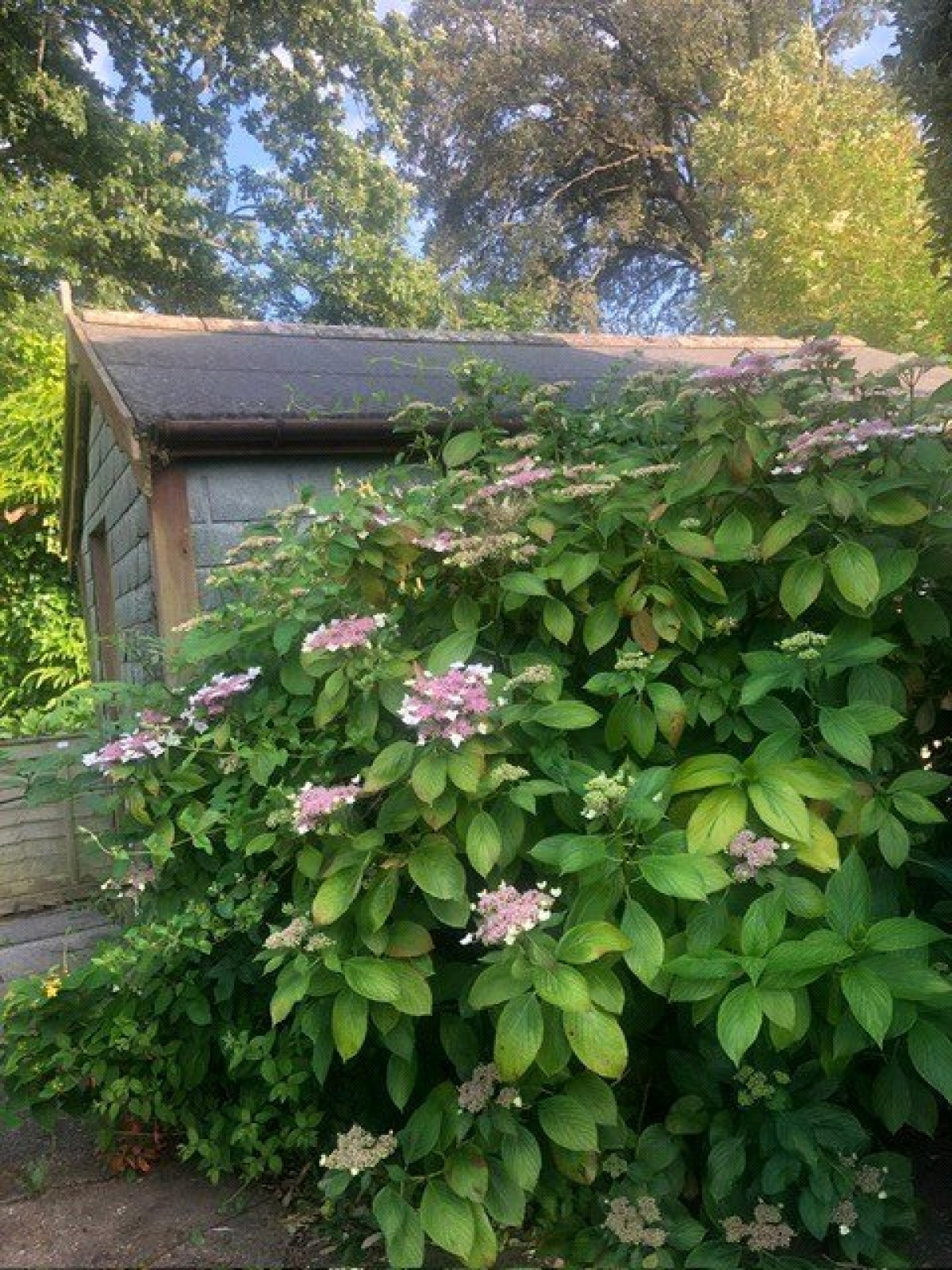 Brent Knoll, Somerset