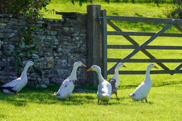 image for Corfe Castle, Dorset