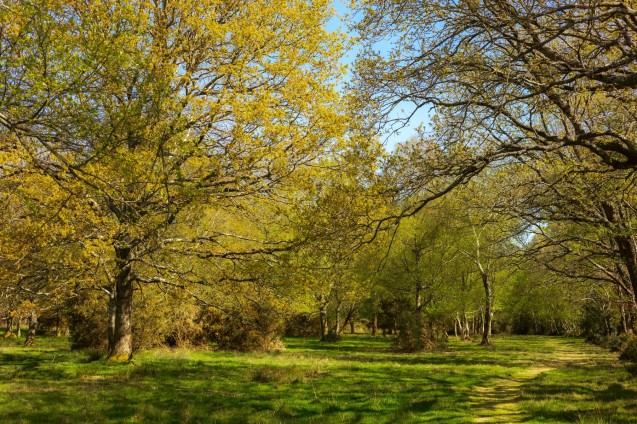 image for East Stoke, Wareham, Dorset