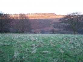 Woodland Cottages, Markham, NP12