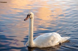 Howey, Llandrindod Wells