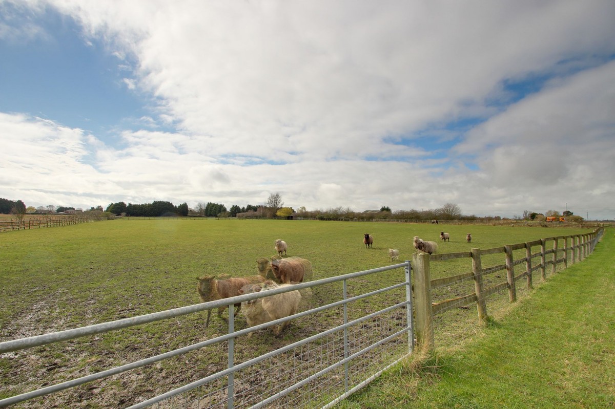 Goredike Bank, Gorefield, PE13