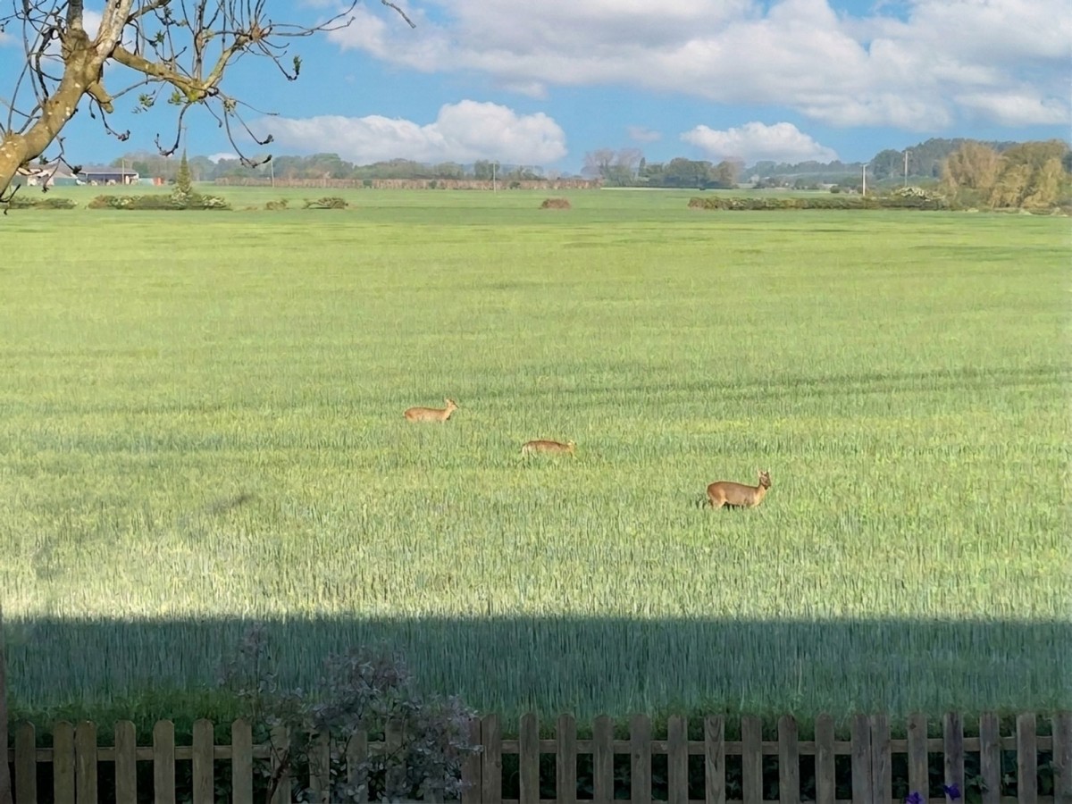 Waterside, Isleham, CB7