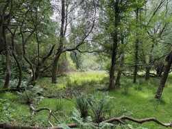Warmwell, Dorchester