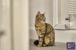 Belle Vue Terrace, Portland