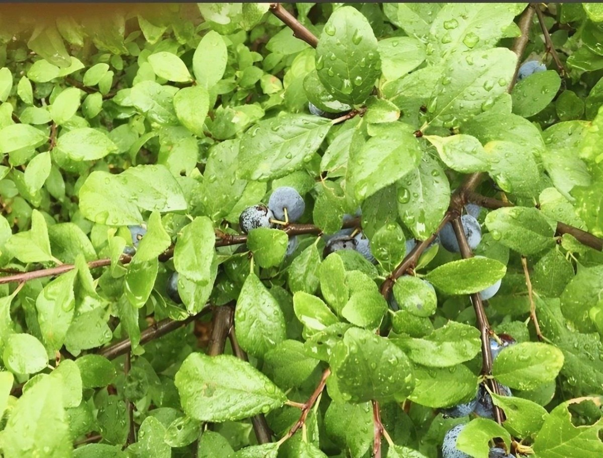 Albany Road, Belvedere