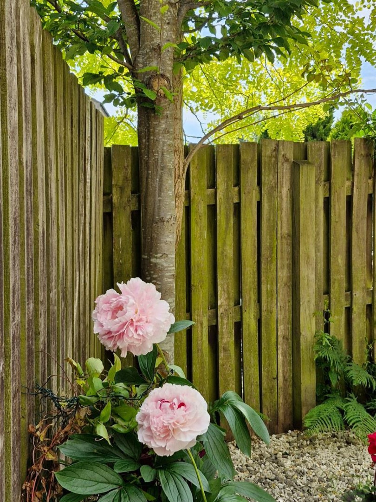 Pepper Hill Lea, Keighley