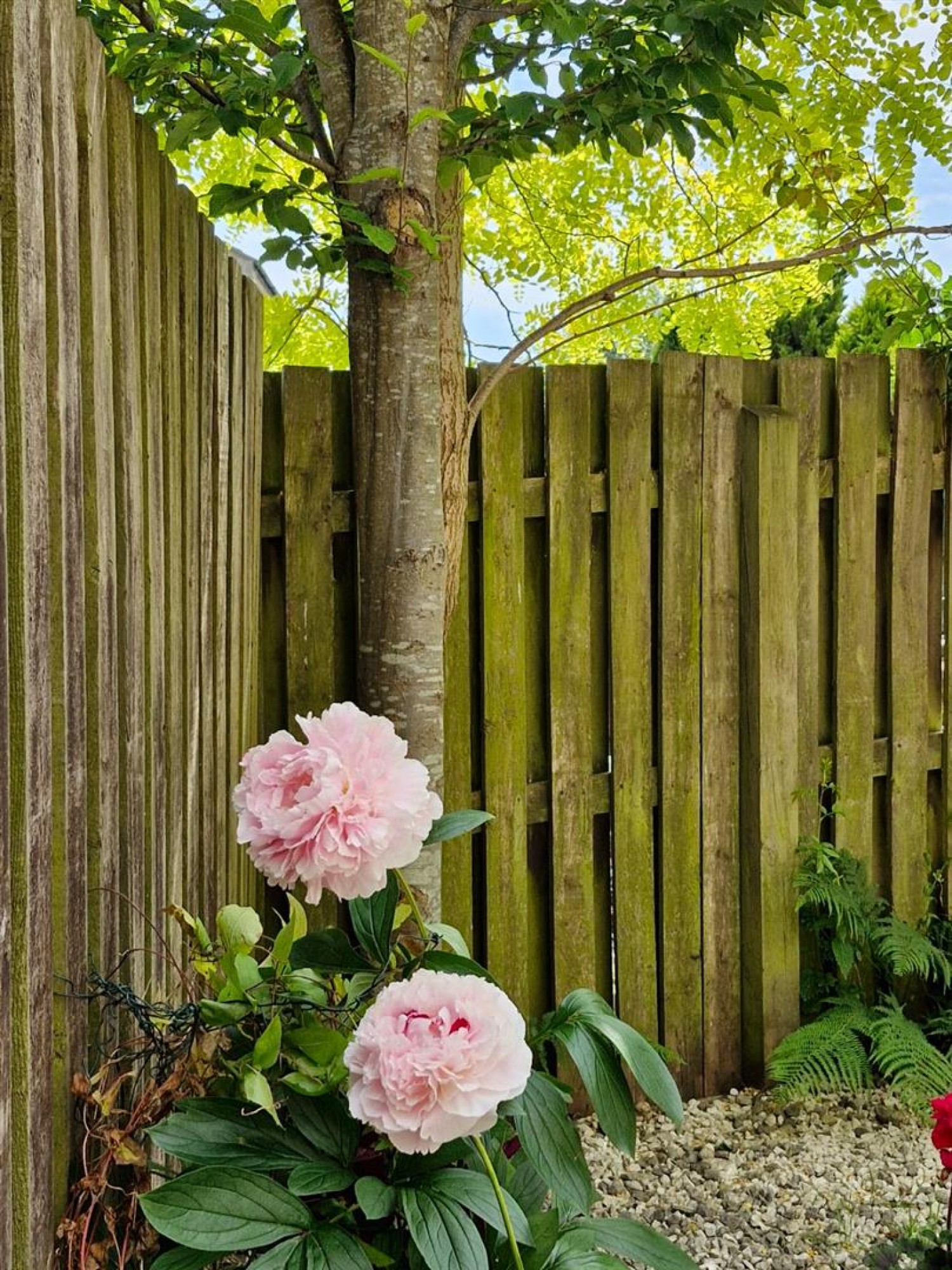 Pepper Hill Lea, Keighley