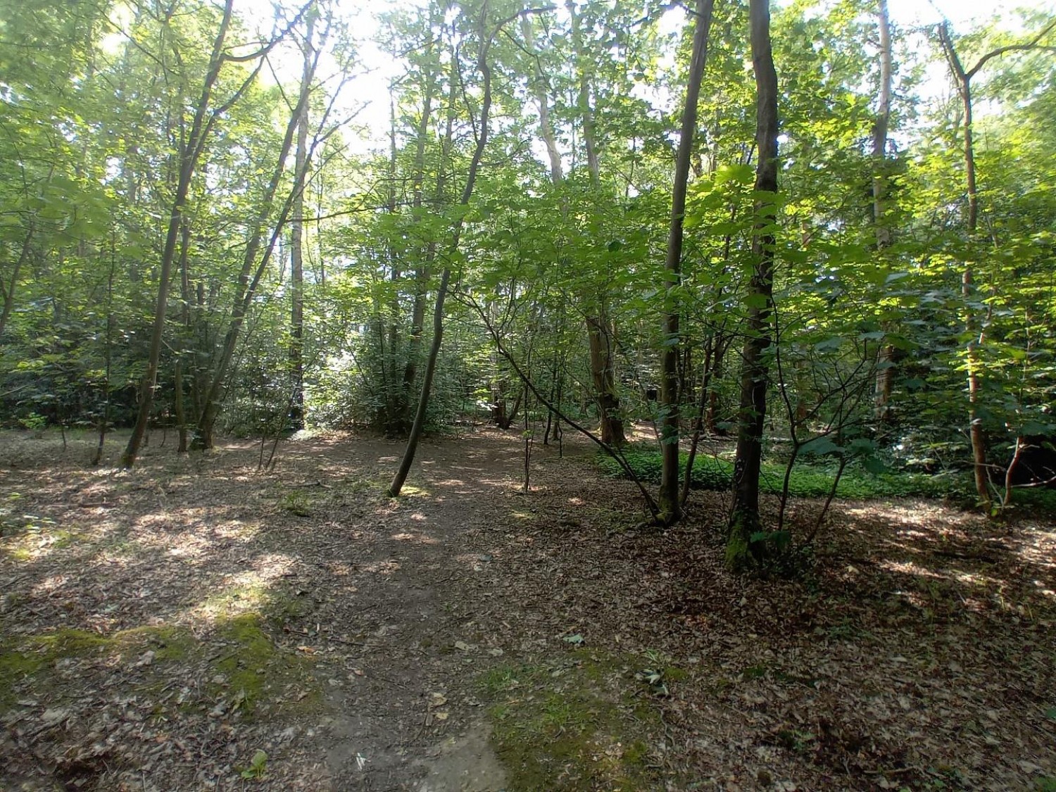 Camellia Way, Wokingham