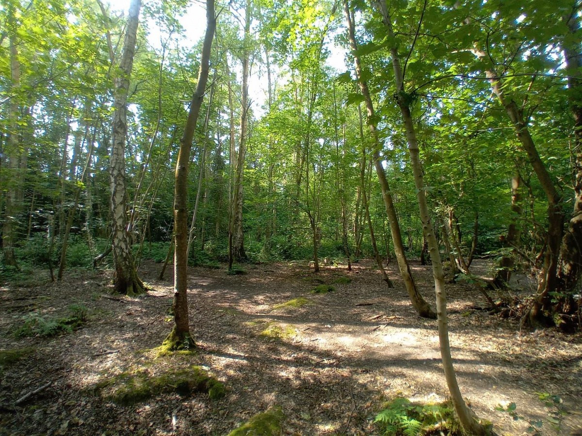Camellia Way, Wokingham