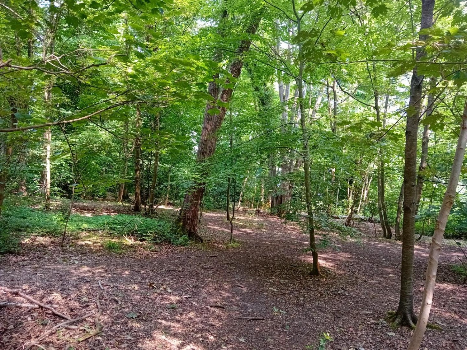 Camellia Way, Wokingham