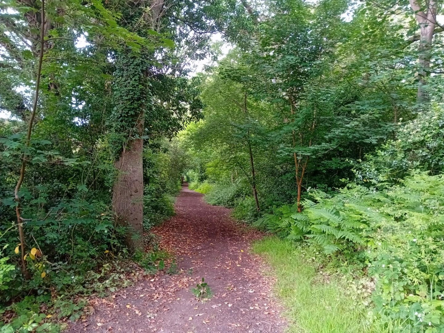 Camellia Way, Wokingham