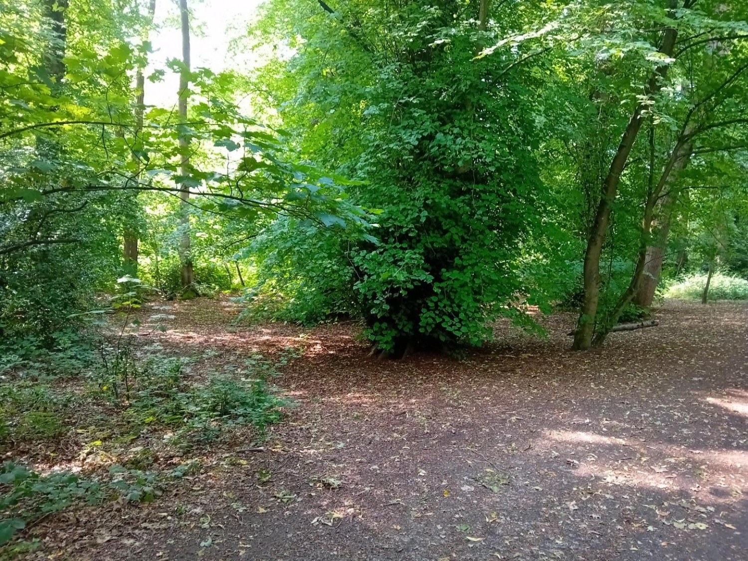 Camellia Way, Wokingham