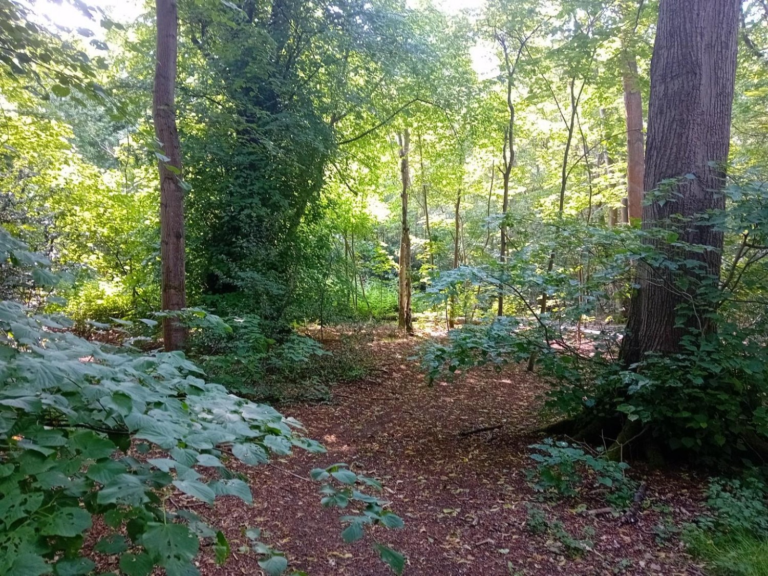 Camellia Way, Wokingham