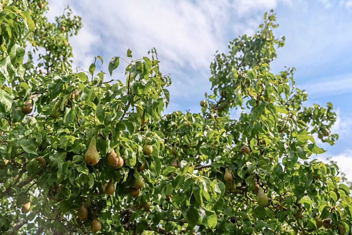 Willow Rise, Tadcaster