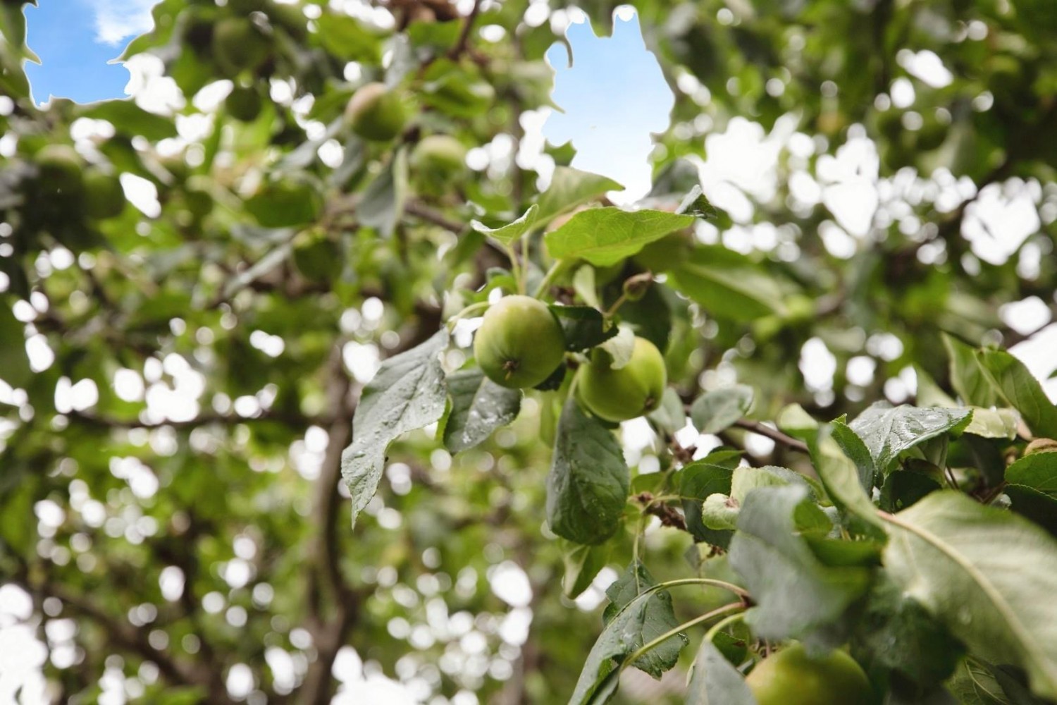 Hodgson Fold, Bradford