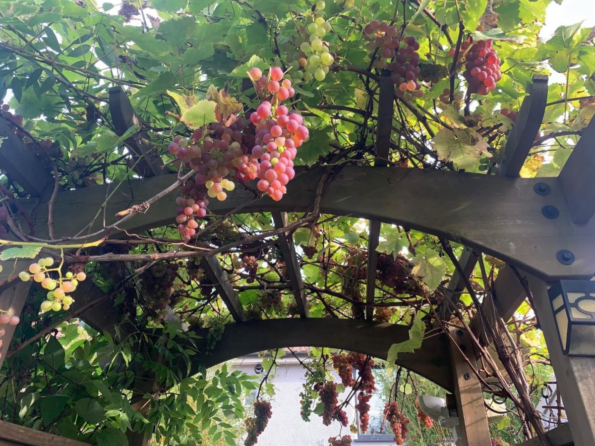 Wingfield Road, Lower Knowle, BS3 5EQ