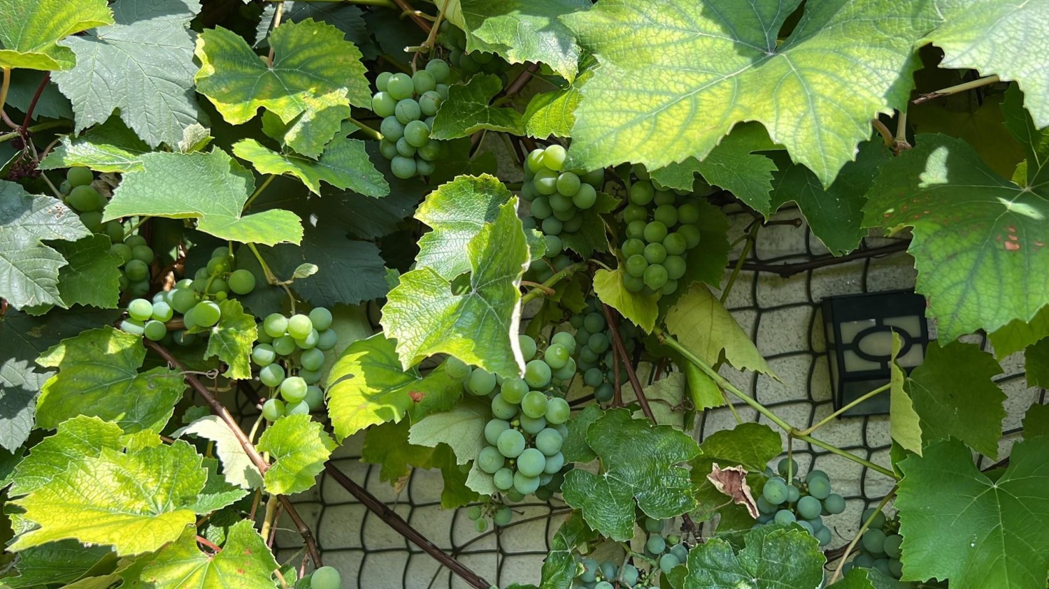 Wingfield Road, Lower Knowle, BS3 5EQ