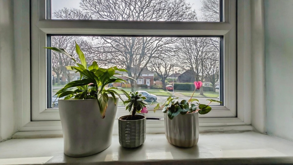 Maple Avenue, Bristol