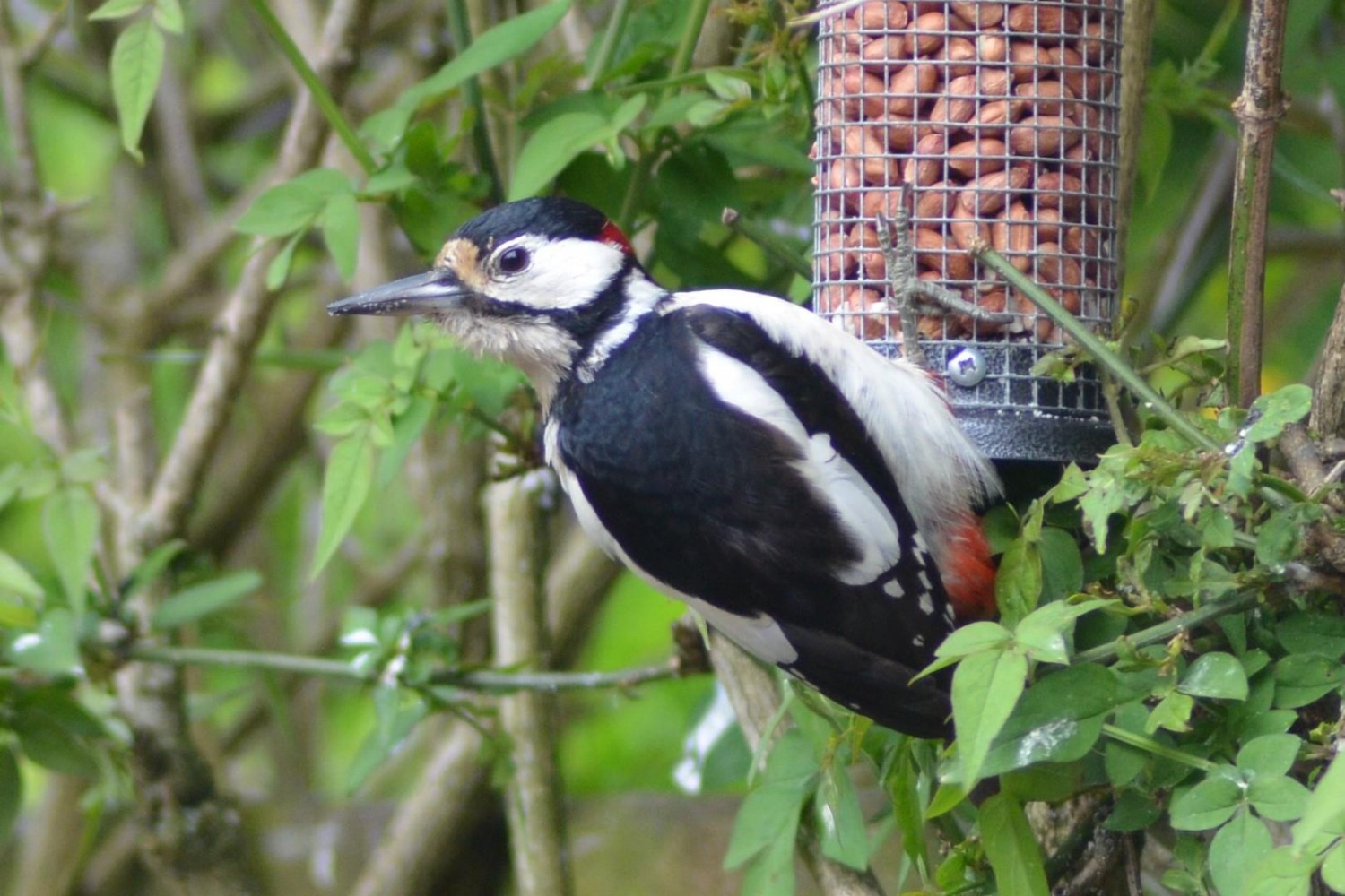 Riverside Gardens, Brydekirk, DG12