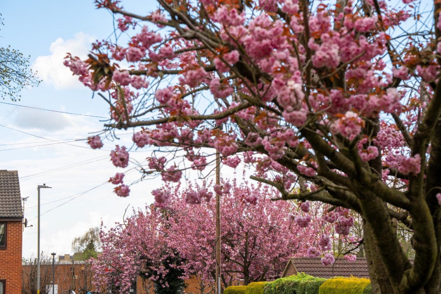 Fairfield Road, Tadcaster