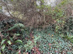 Long Street, Newport, SA42