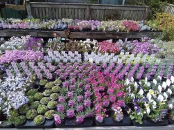 Crundale, Haverfordwest, SA62