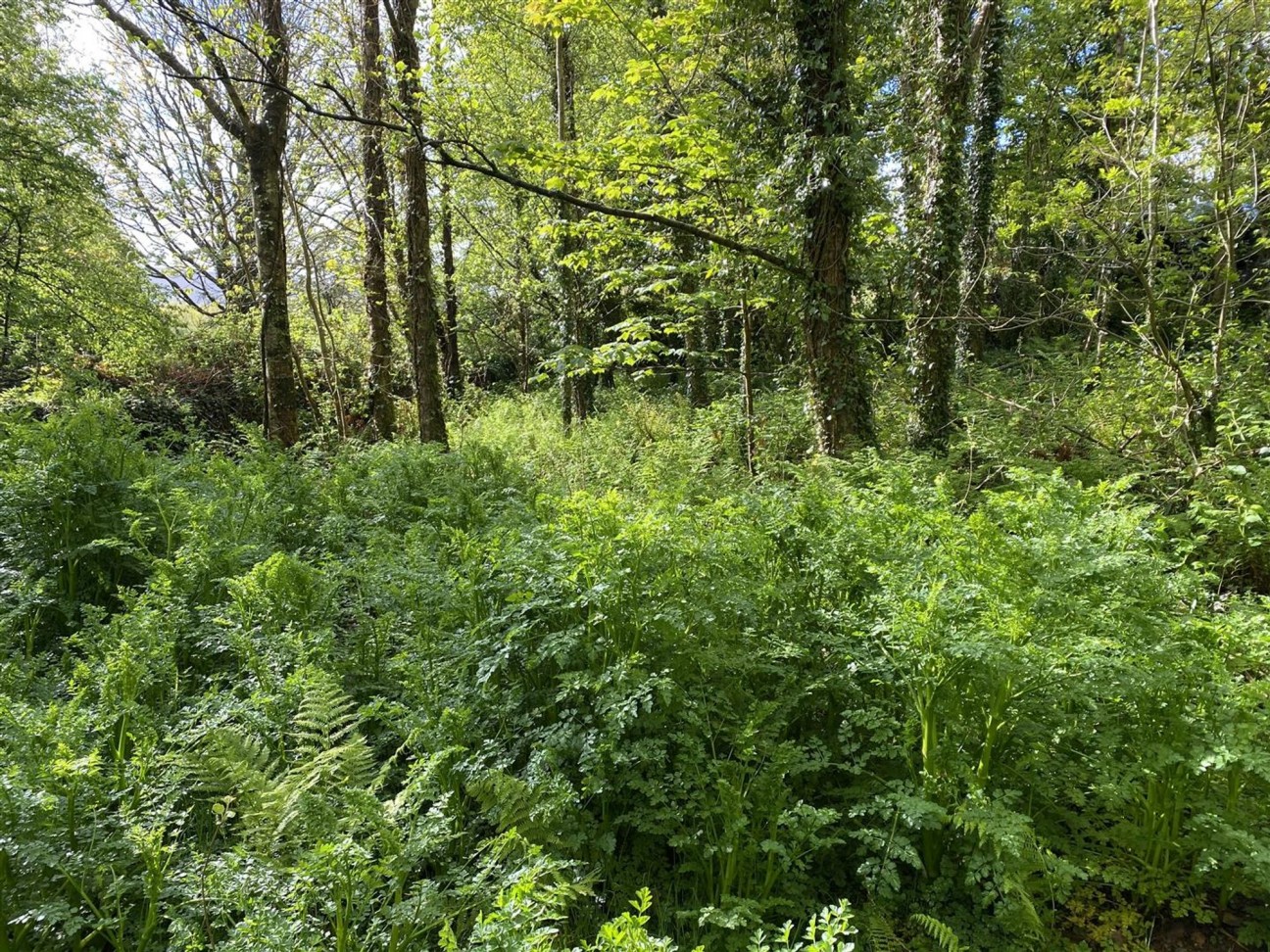 Cilgwyn Road, Newport, SA42