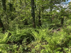 Cilgwyn Road, Newport, SA42