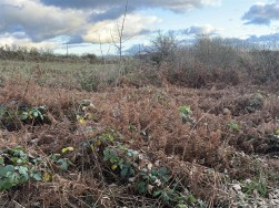 At New Holmus, Little Newcastle, SA62