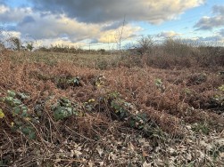 At New Holmus, Little Newcastle, SA62