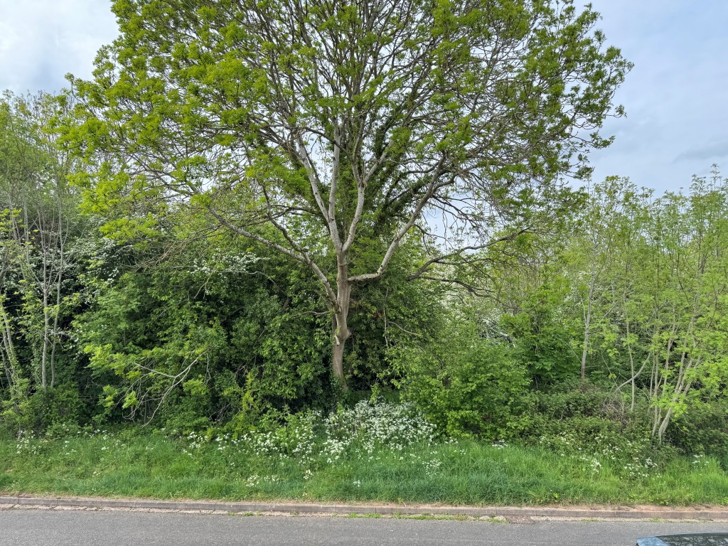 Tilewood Avenue, Eastern Green