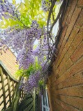 Image for Larch Grove, Newport