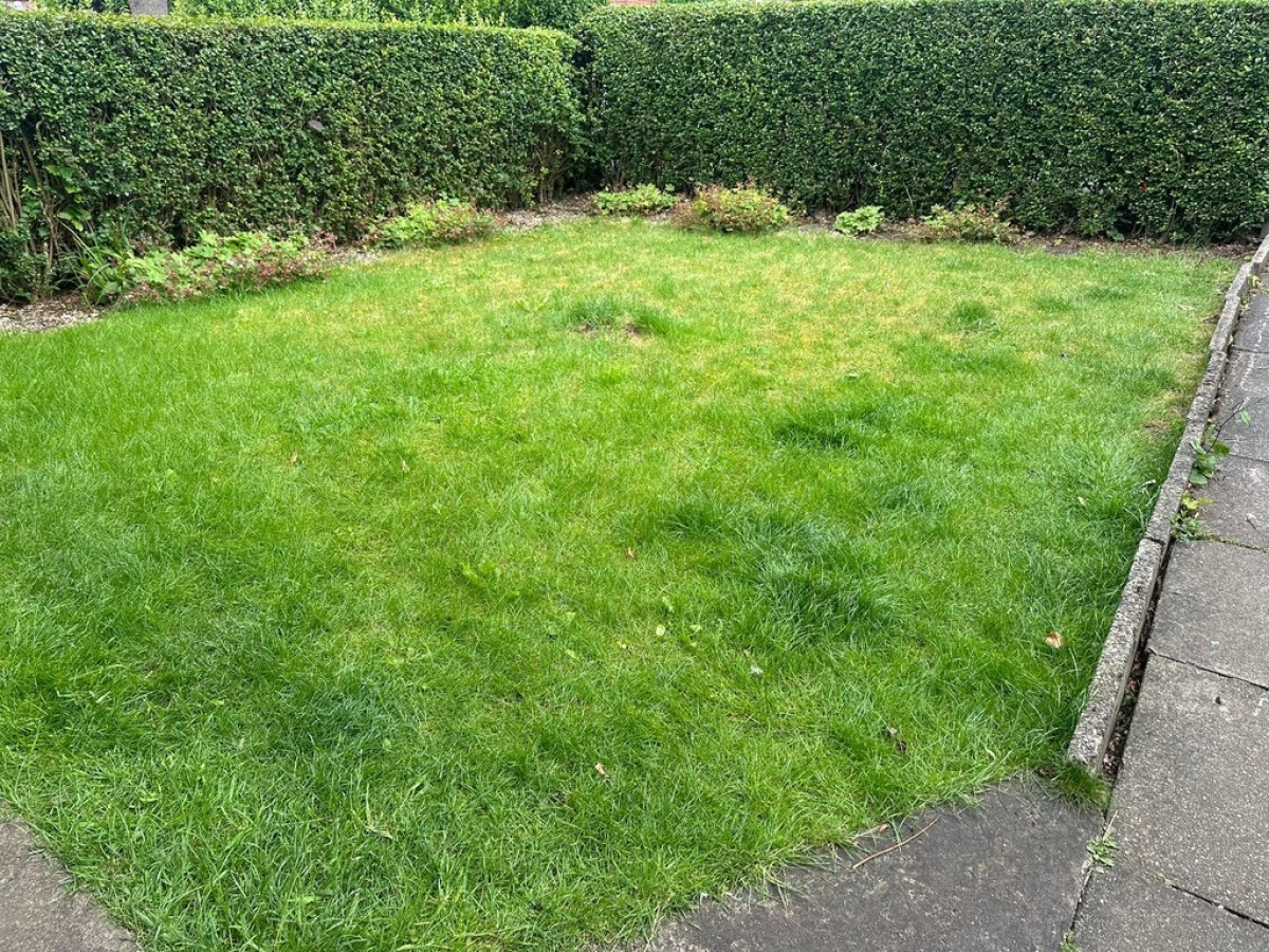 Lime Tree Avenue