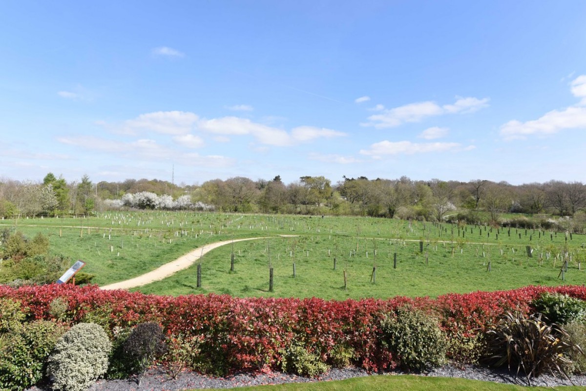 Montague Park, Wokingham