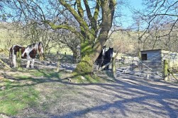 Llandrindod Wells, Powys