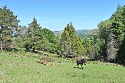 Cefnllys, Penybont, Llandrindod Wells