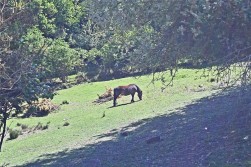 Cefnllys, Penybont, Llandrindod Wells