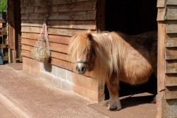 Hunters Lodge, Backwell Hill, BS48 - exceptional country estate set in 15 acres with extensive equestrian facilities