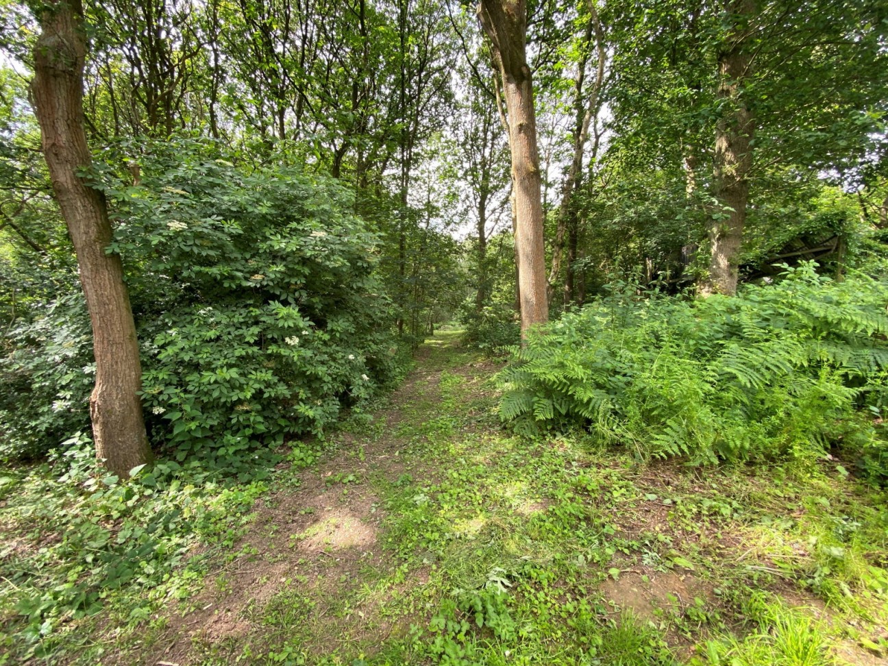 Sutton Spring Wood, Calow, S44 5XF