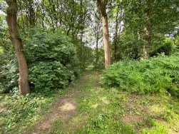 Sutton Spring Wood, Calow, S44 5XF