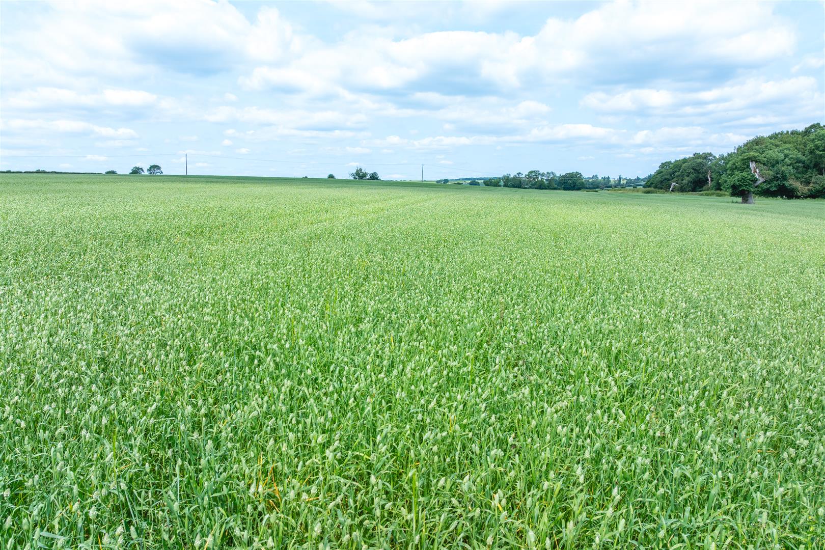 Image of Lot 1 - Land off Thrussington Road, Hoby, Leicestershire