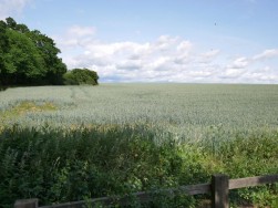 Playford, Ipswich